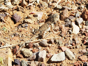 Agamidae: Phrynocephalus sp.   - Mongolia